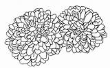 Coloring Chrysanthemum Pages Flower Chrysanthemums Drawing Getdrawings Getcolorings September Template Printable Coloringtop sketch template