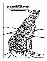 Cheetah Coloringhome sketch template