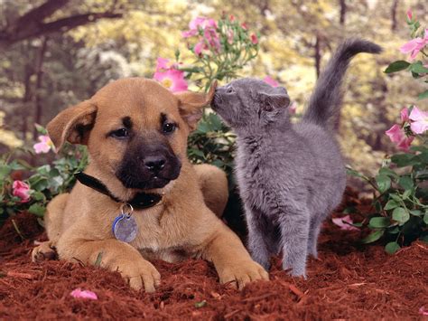 funny dogs  cats living    wallpaper funnypictureorg