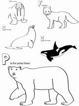 Preschoolers Antarctic Walrus sketch template