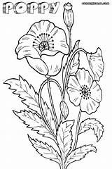 Poppy Coloring Pages Flower Print sketch template