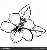 Hibiscus Flower Hawaiian Coloring Vector Stock Illustration Book Depositphotos Cartoon sketch template