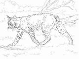 Bobcat Coloring Pages Realistic Printable Supercoloring Print Bobcats Color Drawing Kids Animal Lion Categories Getcolorings Search Template Fre sketch template