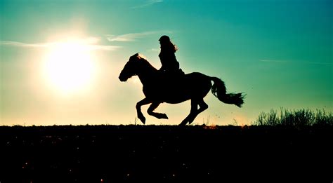 images silhouette sun sunset meadow jumping stallion