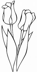 Lalele Tulips Kolorowanki Tulipanes Rosii Tulip Tulpen Tulipany Tulpe Blumen Tulipani Kleurplaten Vorlagen Rojos Colorat Kolorowanka Druku Tulp Ausmalen Bloemen sketch template