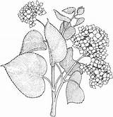 Kolorowanki Lilac Hydrangea Hydrangeas Lila Kolorowanka Syringa Lilak Bestcoloringpagesforkids Colorear Supercoloring sketch template