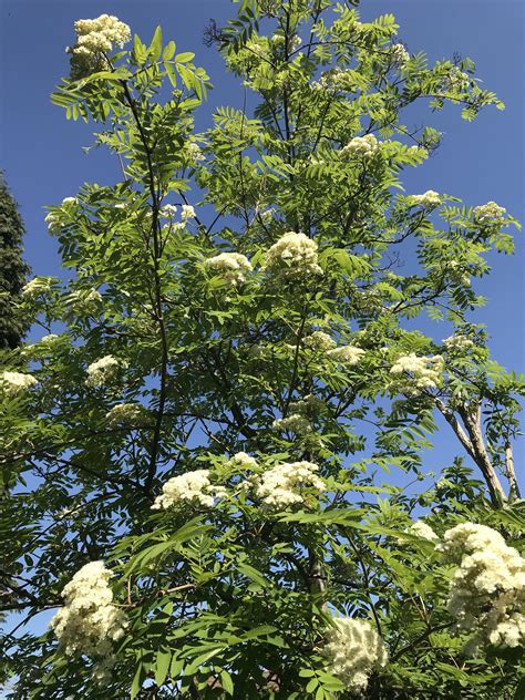 mountain ash      blossom   great trees