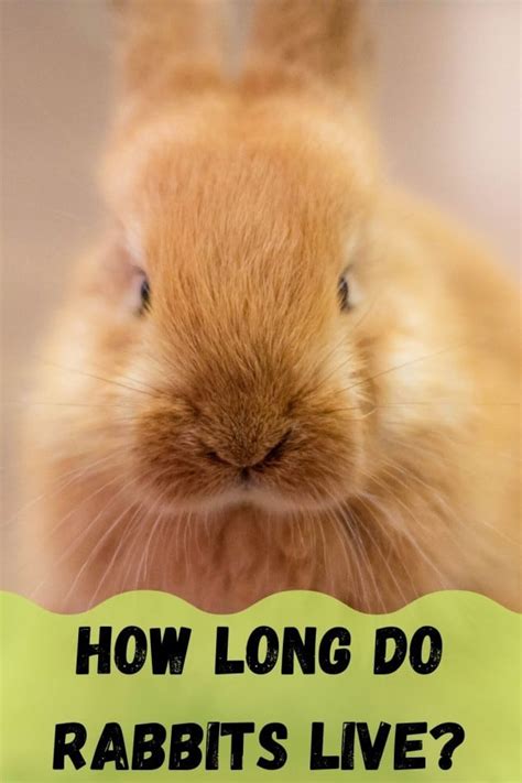 how long do rabbits live rabbit lifespan wild