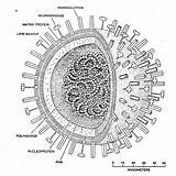 Influenza Flu Influenzavirus C647 Chem Udel sketch template
