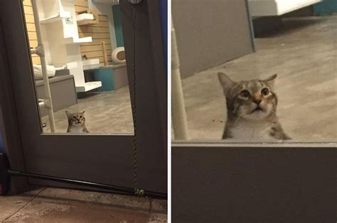 a shelter cat was put into solitary confinement for
