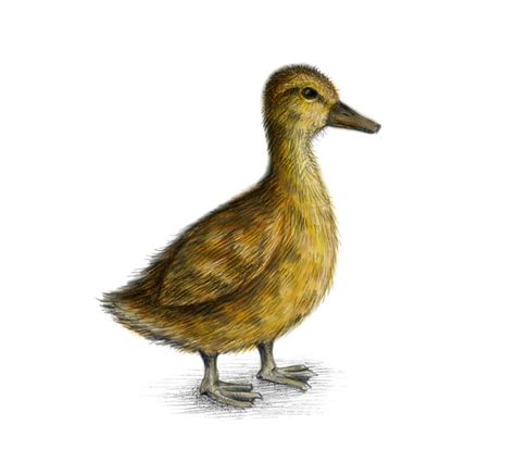 draw  duck