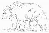 Grizzly Oso Pardo Colorear Orso Colouring Osos Stampare Bears sketch template