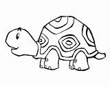 Turtle Coloring Cheerful Coloringcrew Pages sketch template
