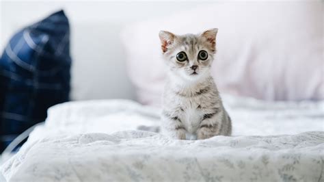 cutest cat breeds   planet suddenly cat cute