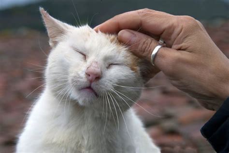 man    cat bite   pettingthe cat hospital  park street st petersburg