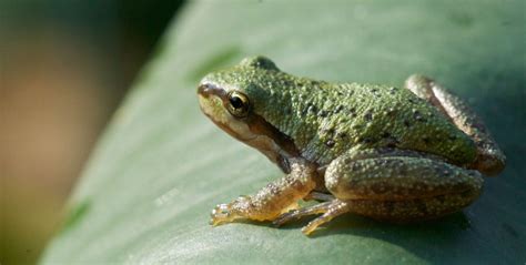 amphibians  moist skin amphipedia