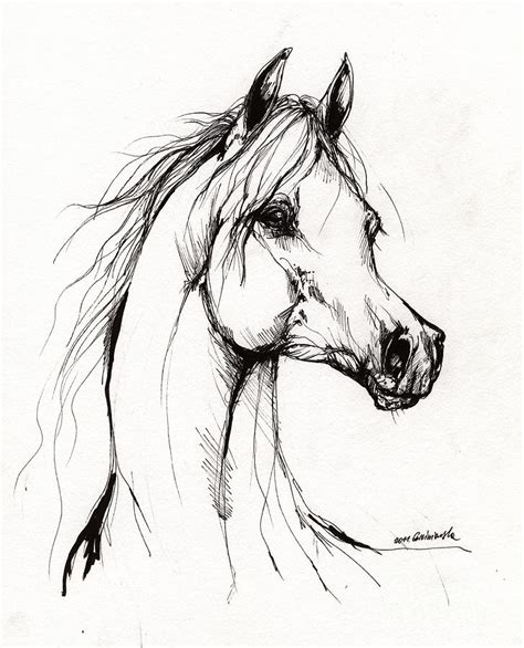 arabian horse drawing  drawing  angel ciesniarska