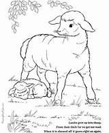 Easter Coloring Pages Lamb Cute Template Sheep sketch template