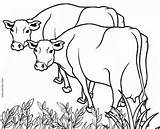 Coloring Pages Cow Cows Cool2bkids sketch template