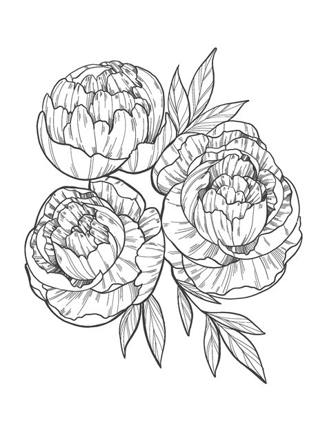 peony coloring page flower coloring pages adult coloring etsy