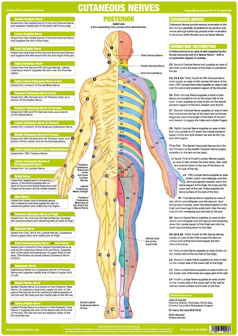 nervous system poster cutaneous posterior