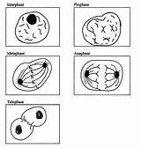Mitosis Interphase Draw Whitefish Blastula Phases Biologyjunction Biology sketch template