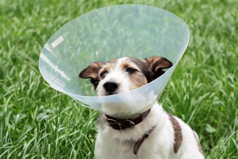 adorably awkward dog cone    crack    life