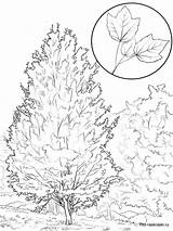 Tree Maple Coloring Pages Color Trees Recommended sketch template