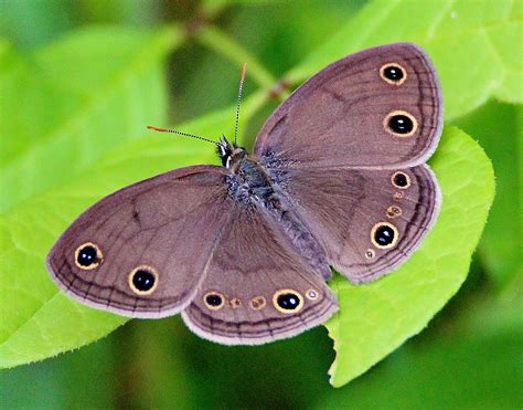 Little Wood Satyr Alabama Butterfly Atlas