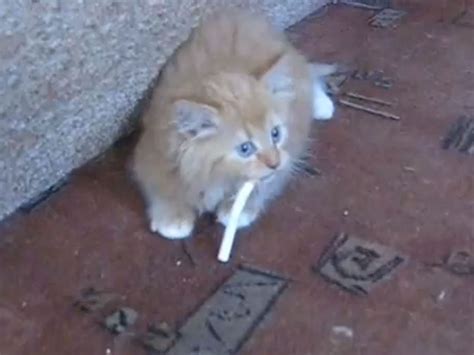 smoking cat has a nic fit cbs news