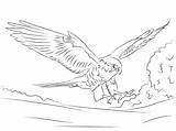 Falcon Coloring Pages Peregrine Printable Adults Animals Drawing Falcons Kids Hawk sketch template