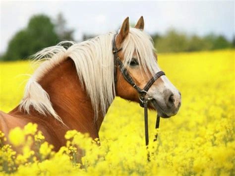coole attraktive schoene pferde  weiss und braun auf den wiesen horses horse wallpaper