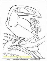 Toucan Coloring Getdrawings Pages sketch template