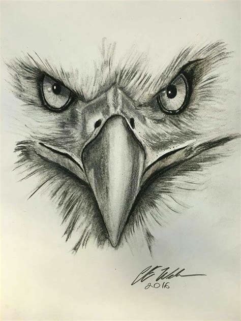 pencil drawings eagle pencildrawing