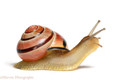 snail pictures  snail pictures