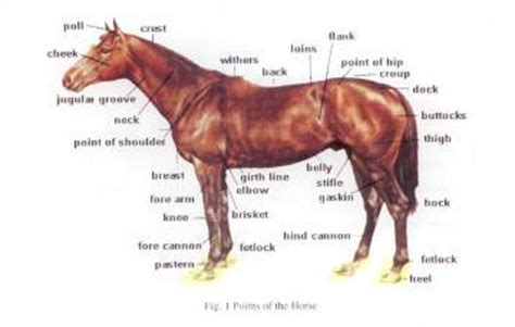 horse anatomy gallery