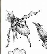 Drawing Cypripedium Montanum Orchid Etc sketch template