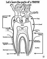 Tooth Pediatric Dentistry Molar sketch template