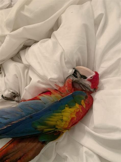 she partied too hard partyparrot