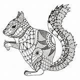 Zentangle Squirrel Eekhoorn Freehand Stylized Drawn Gestileerd Patroon Ardillas Mandalas Potlood Getrokken sketch template