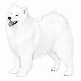 Samoyed Dog Drawings Breed Sketches Dogs Sketch Drawing Information Tattoos Breeds Animal Akc Illustration Amazing Samoyeds Herding Show Pencil Ouvrir sketch template