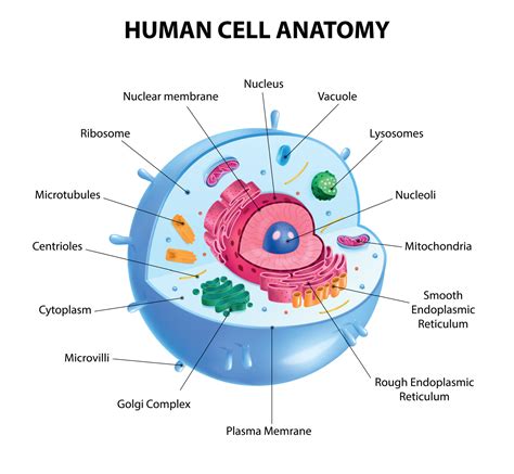 human cell diagram  vector art  vecteezy