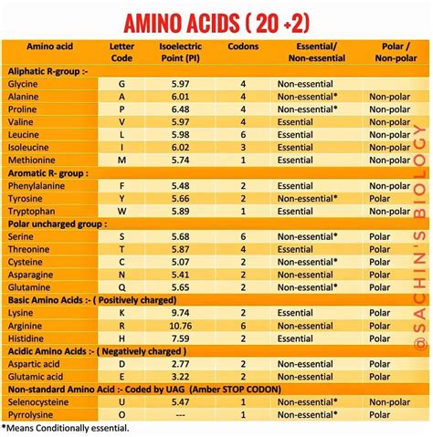 amino acids  standard amino acids   information