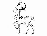 Iberian Deer Coloring Coloringcrew sketch template