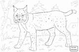 Bobcats Getdrawings Drawing Coloring Pages sketch template