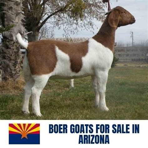 boer goats  sale  arizona current directory  boer goat breeders  arizona boer goat