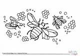 Colouring Bee Pages Bees Minibeast Insect sketch template