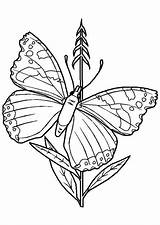 Coloriage Papillon Papillons Colorier Colorir Borboleta Insectes Autres Imprimer Danieguto sketch template