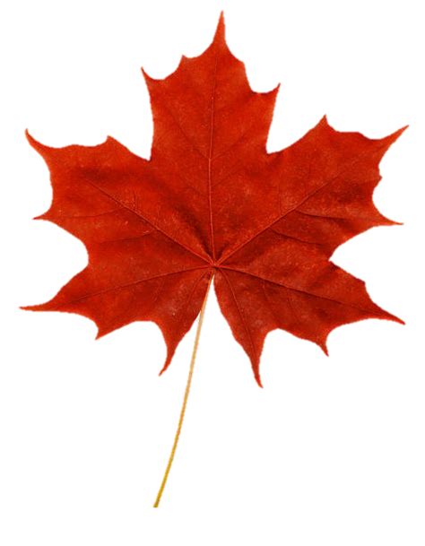 maple leaf faces  voices  recovery canada