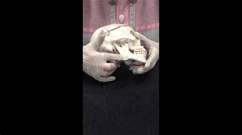 Male Female Skull Comparison Youtube